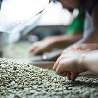 Sulawesi Toraja “Sapan Minanga”, 1 lb (16 oz)