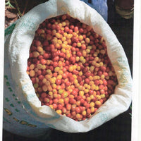 Honduras Marcala Lenca, 1 lb (16 oz)