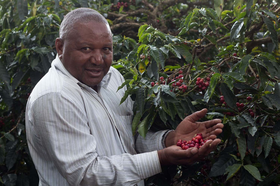 Tanzania AA, Mondul Estate, 1 lb (16 oz)
