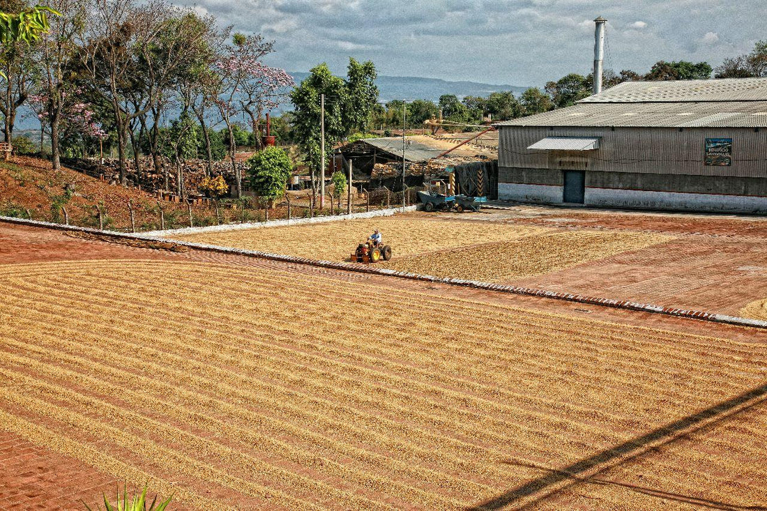 El Salvador SHG San Miguel, 1 lb (16 oz)