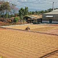 El Salvador SHG San Miguel, 1 lb (16 oz)