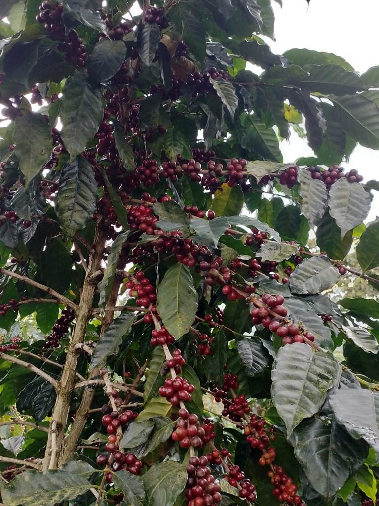 El Salvador SHG San Miguel, 1 lb (16 oz)