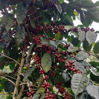 El Salvador SHG San Miguel, 1 lb (16 oz)
