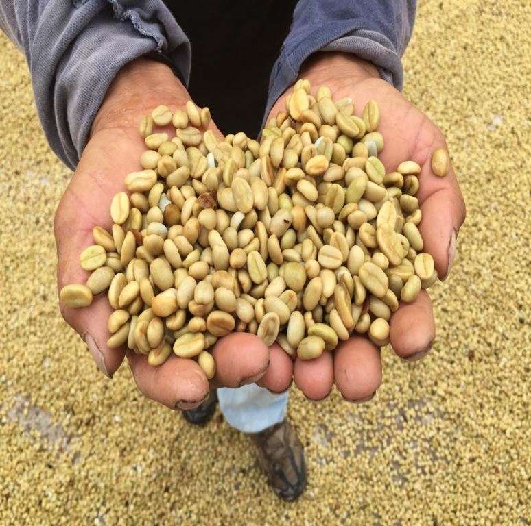 Honduras COMSA Marcala SHG Fair Trade USA, 1 lb (16 oz)
