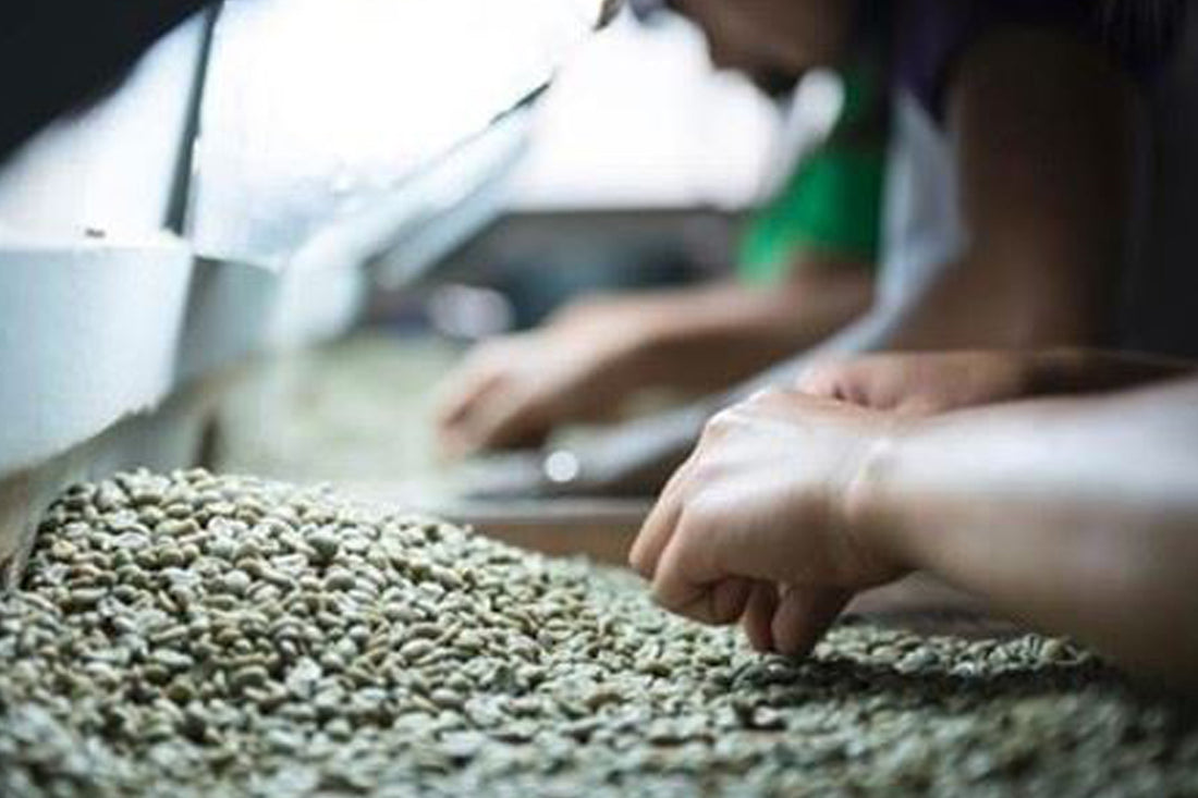 Sulawesi Toraja “Sapan Minanga”, 1 lb (16 oz)